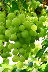  A bunch of juicy and ripe grapes on the vine.
