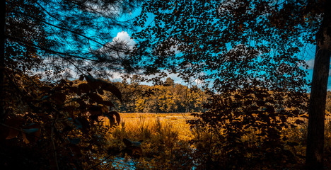 beautiful leaves with forest in fall