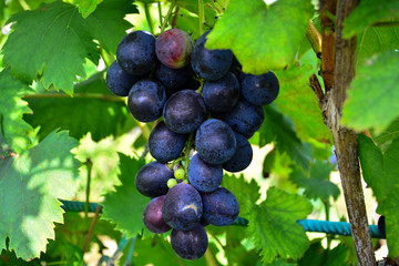  A bunch of juicy and ripe grapes on the vine.