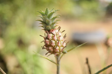 Small Pineapple Fruit