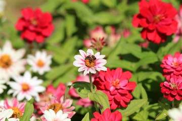 Bee on a zinnia flower in the Park