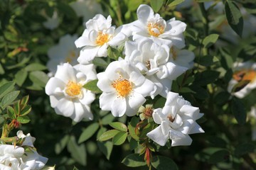 White roses in a flowerbed in the Botanical garden of Varna