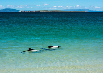 Commerson's Dolphins
