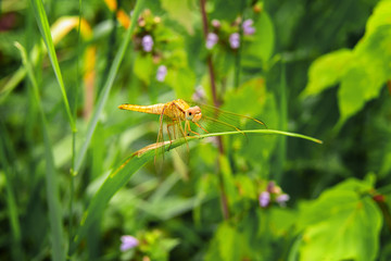 Horizontal image of yellow dragonfly on grass