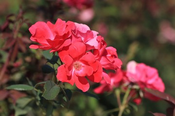 Red roses in a flower bed in the Botanical garden of Varna