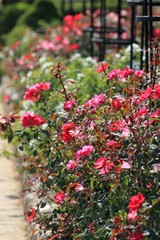 Red roses in a flower bed in the Botanical garden of Varna