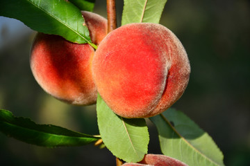  Ripe juicy peaches on a tree. Harvest, food, fruits.