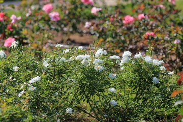 White roses in a flowerbed in the Botanical garden of Varna