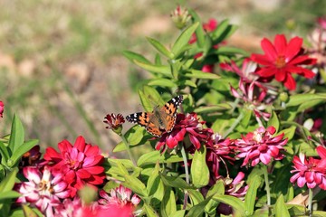 Vanessa cardui butterfly on zinnia marylandica flowers