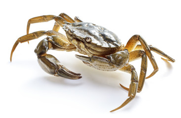 crab isolated on white background - obrazy, fototapety, plakaty