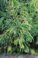 Cryptomeria japonica branch with fruits