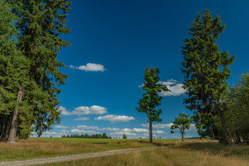 Forest and meadows in summer sunny afternoon in Slavkovsky les national park