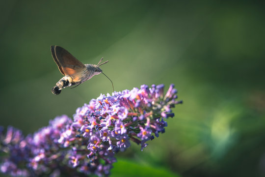 Hummingbird hawk-moth flying while feeding pink flower