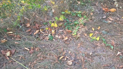 Obraz premium autumn leaves on the ground