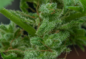 Naklejka na ściany i meble Marijuana aged small green blooms in greenhouse