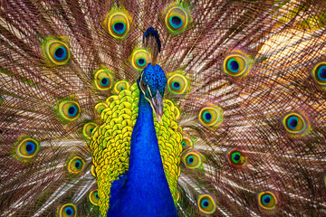 A Male Peacock Showing its Feathers, Kauaii, Hawaii