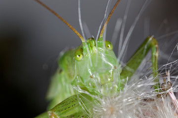 Grasshoppers from the Krk island
