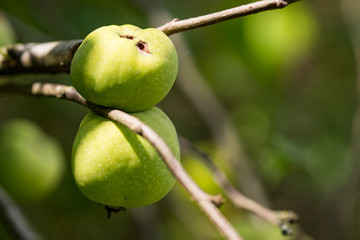 chaenomeles superba. Ramcke. Two apples hanging on twig
