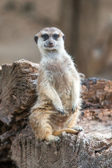 Obraz premium Meerkat (Suricata suricatta, Erdmännchen) 