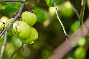 chaenomeles superba. Ramcke. Apple tree