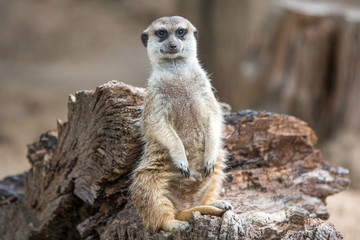 Meerkat (Suricata suricatta, Erdmännchen) 