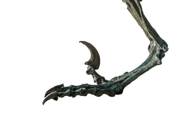 Fossil of the claw of the velociraptor.