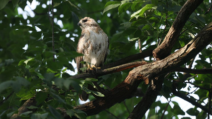 Hawk