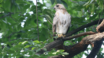 Hawk
