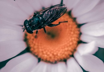 fly on a leaf