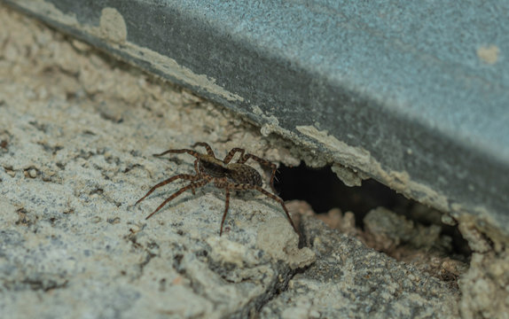 Small spider on white concrete wall