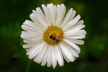 Fototapeta premium Colorful flowers closeup in natural environment