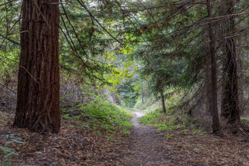 Obraz premium Footpath through lush foliage. Portola Redwoods State Park, San Mateo County, California, USA.