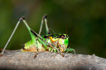 Grasshoppers from the Krk island