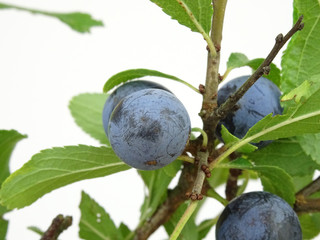Black berries of a Blackthorn, scientific name Prunus spinosa, isolated on a white background