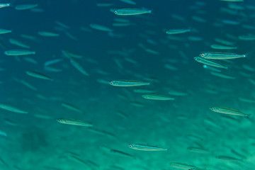 Fototapeta na wymiar Small fish in Adriatic Sea near Krk island, Croatia
