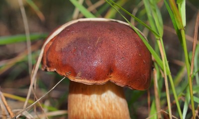 Boletus mushroom grows in the forest. Wildlife. Edible mushroom.