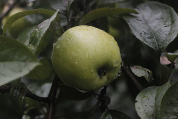 green apples on the tree with drops of water