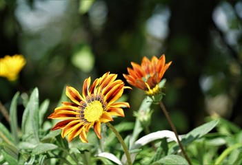 Close up with orange and yellow flowers