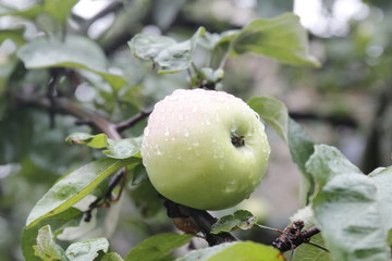 green apple on a tree