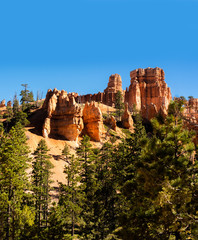 Pine trees grow among the sandstone rock Formations which are worn by weather erosion and form the colorful views at Bryce Canyon National Park