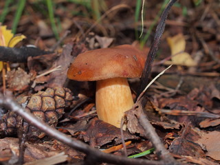 Boletus mushroom grows in the forest. Wildlife. Edible mushroom.
