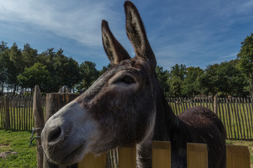 Donkey behind a fence being curious of what is going on on a summer afternoon in September at a kids farm in Lanaken in Belgium