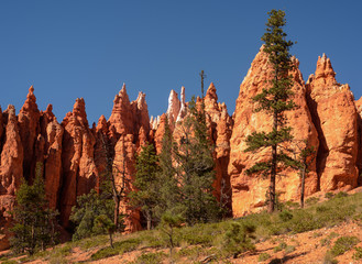 Pine trees grow among the sandstone rock Formations which are worn by weather erosion and form the colorful views at Bryce Canyon National Park