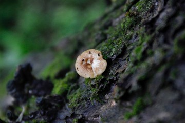 mushroom in forest 