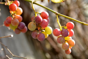 owoce winogrona - obrazy, fototapety, plakaty