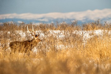 Sika deer (Cervus nippon yesoensis) on snowy landscape, mountains covered by snow in background, animal with antlers in the nature habitat, winter scene from Hokkaido, Japan. exotic adventure in Asia