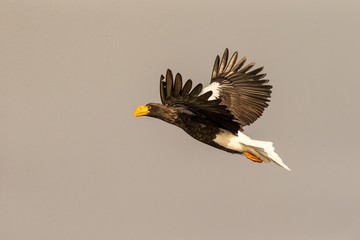 Steller's sea eagle in flight, eagle flying against clear sky in Hokkaido, Japan, silhouette of eagle at sunrise, majestic sea eagle, wildlife scene, wallpaper, bird isolated silhouette