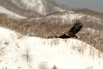 White-tailed eagle flying in front of winter mountains scenery in Hokkaido, Bird silhouette. Beautiful nature scenery in winter. Mountain covered by snow, glacier. Panoramatic view, Japan