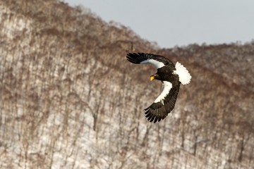 Steller's sea eagle flying in front of winter mountains scenery in Hokkaido, Bird silhouette. Beautiful nature scenery in winter. Mountain covered by snow, birding in Asia, wallpaper,Japan