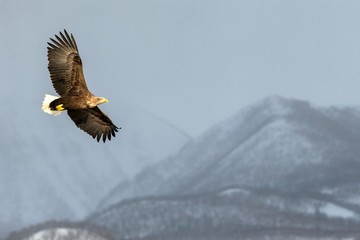 White-tailed eagle flying in front of winter mountains scenery in Hokkaido, Bird silhouette. Beautiful nature scenery in winter. Mountain covered by snow, glacier. Panoramatic view, Japan